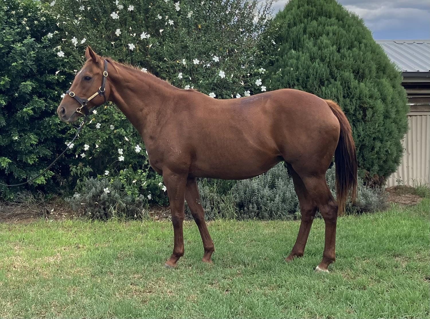 2023-may-early-online-sale-inglis-digital-online-auctions